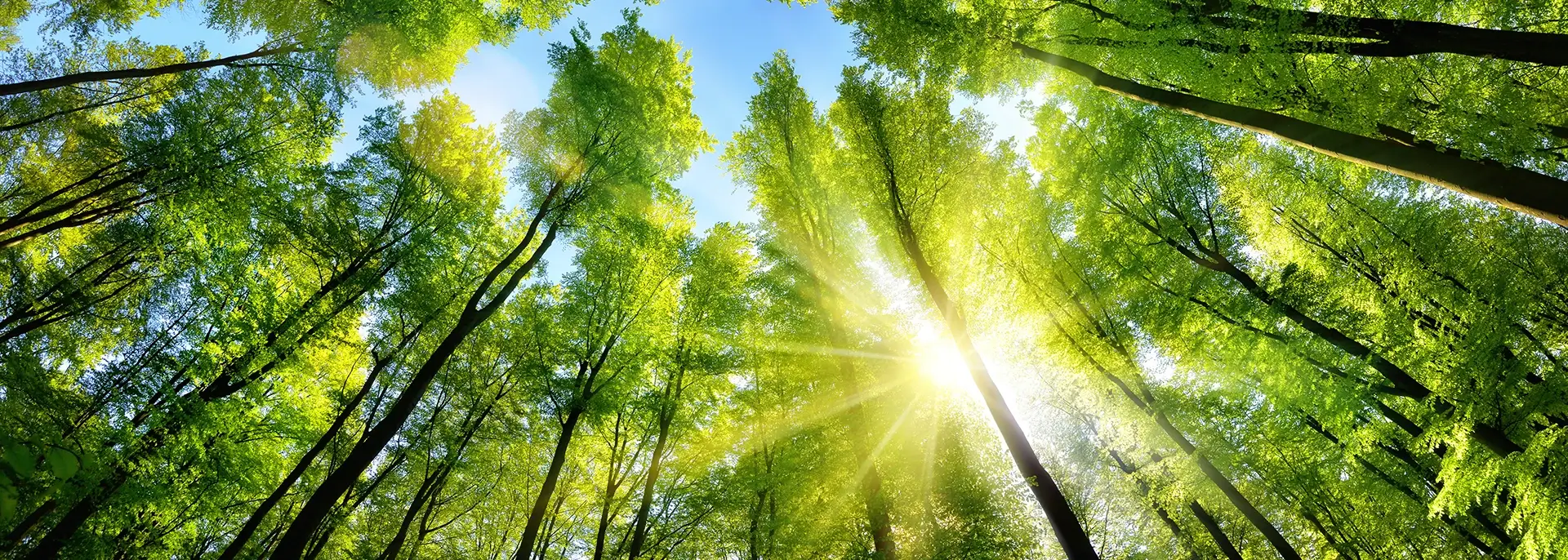 Tall green trees with the sun shining through