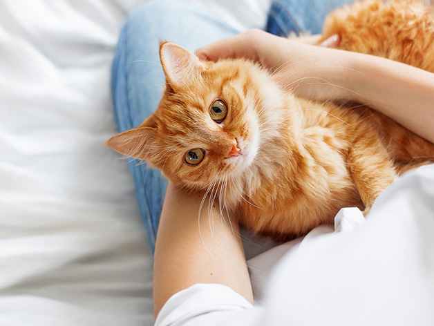 2025 Hl Oc C Pet Report Featured